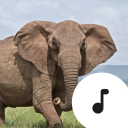 Symbol von Elephant Trumpet Sounds